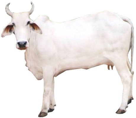 अभी रहना है कोरोना से सतर्क , फिर गाय से होगा कोरोना का ख़ात्मा ,पढ़िए पूरी खबर