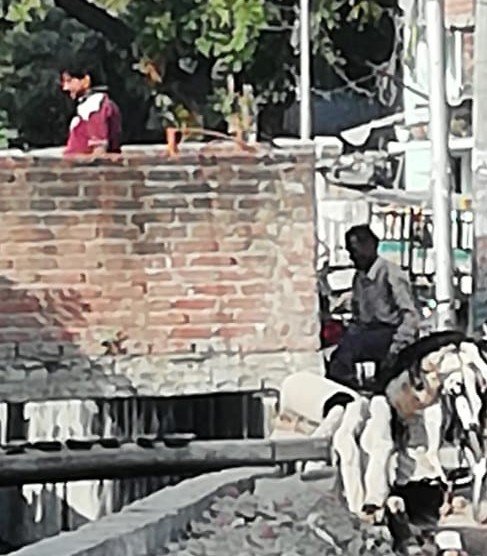 बीफ खाने वालों सावधान ,मृत गाय के बच्चों को किया जा रहा है क़साइयों के हवाले