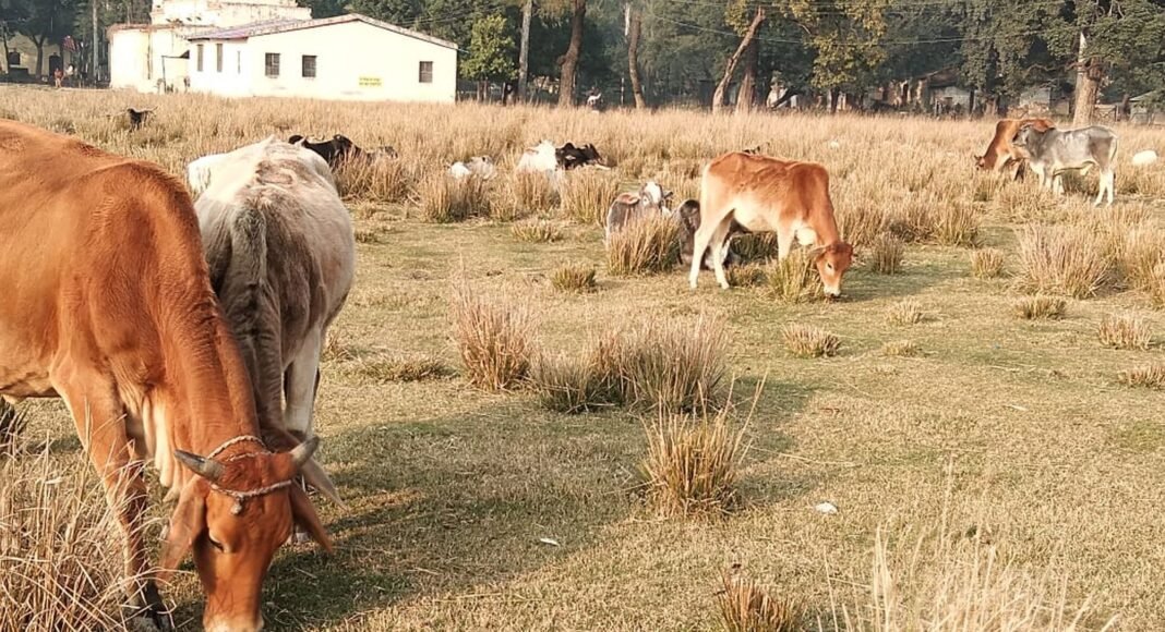 अन्ना जानवरों से परेशान किसानों ने की सड़क जाम