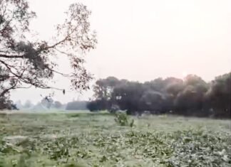 दुबग्गा में वन माफिया का काला कारोबार: 10 पेड़ों की परमिट पर 20 से ज्यादा पेड़ काटे,पर्यावरण पर संकट, योगी के ‘हरित प्रदेश’ सपने को लगातार झटका!