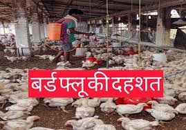 बर्ड फ्लू की आशंका पर CM योगी की उच्चस्तरीय बैठक, सख्त निर्देश जारी