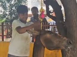 लखनऊ में खच्चर को पेड़ से लटकाकर क्रूरता: फांसी का फंदा लगाया, पशु प्रेमी सन्न