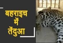बहराइच के गीदरपुरा गांव में वन विभाग ने पकड़ा घुसपैठिया तेंदुआ, जंगल में छोड़ा