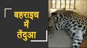 बहराइच के गीदरपुरा गांव में वन विभाग ने पकड़ा घुसपैठिया तेंदुआ, जंगल में छोड़ा