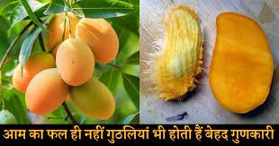 आम खाने के हैं इतने लाभ ,जिसे पढ़कर आप हो जाएंगे हैरान